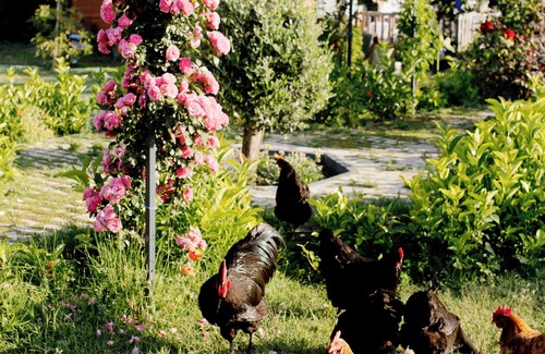 Cirali Villa | Chirali Eco Villa - family apart hotel