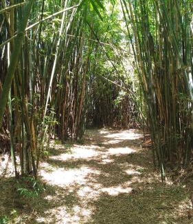 Sapiranga Autre | Choupana das Araucárias