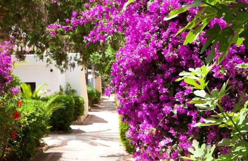 Cala Llenya Hôtel | Club Cala Azul