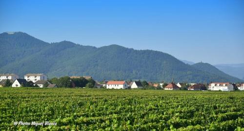 Ingersheim Maison | COLMARandCo au coeur des vignes