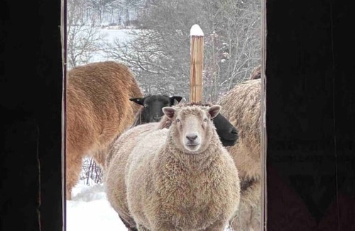 Union Maison | Come Spring Farm Airstream , Lake & farm animals