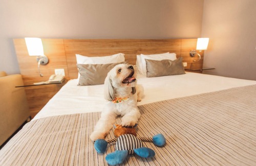 Londrina Hôtel | Comfort Suites Londrina