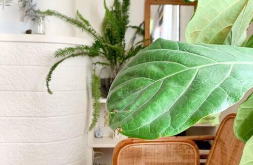 Petersham Appartement | Comfortable Studio Gem in the heart of Petersham