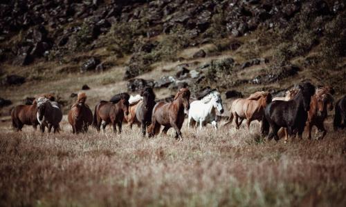 Sveitarfelagid Olfus Maison | Cora´s House & Horses