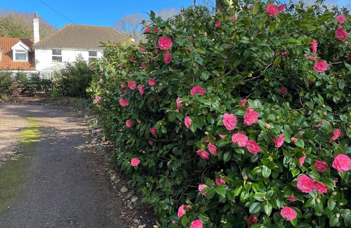 Cromer Appartement | Cosy ground floor pet friendly Saxony studio with gardens and pool near Cromer