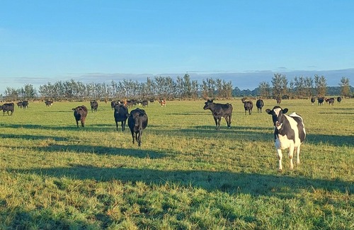 Canterbury Cabine | Cosy insulated Cabin 30 km from Christchurch Airport. 3 nights minimum stay $300