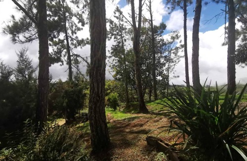 Quebrada La Gamba Maison | Cozi cabin in the mountains surrounded by pine trees