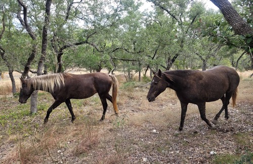 Bulverde Cabine | Cozy cabin in beautiful Bulverde Texas with AC, WiFi