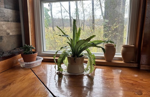 Perrysburg Cabine | Cozy cabin tucked away in the woods. pets and kid welcomed