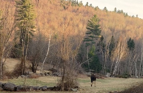 Washington Cabine | Cozy Camp Nestled in the Woods