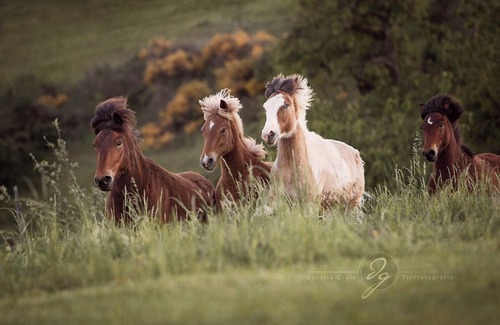 Muenchweiler an der Alsenz Appartement | Cozy vacation apartment on an Icelandic horse farm in the middle of the Palatinate Forest