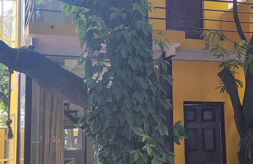Bengaluru Villa | Cozy & homely bungalow surrounded by nature in the heart of the city.