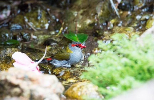 Lake Eacham Station Balnéaire | Crater Lakes Rainforest Cottages