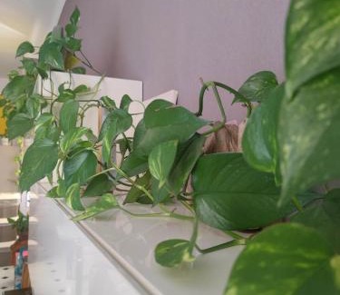 Quinto al Mare Appartement | Dalla Spiaggetta a Quinto