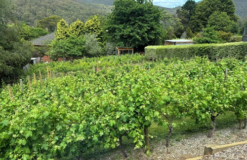 Warburton Maison | Dalla Vite, 'by the vine'