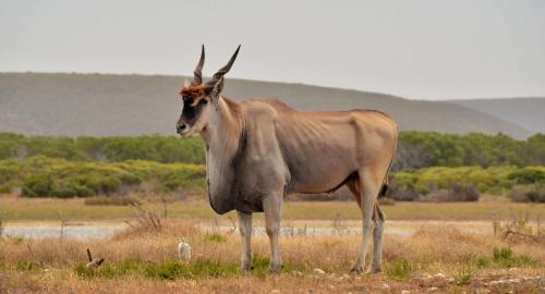 Overberg Chalet De Ski | De Hoop Collection Suites