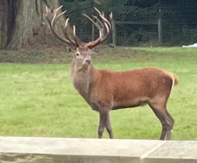 Salhouse Maison | Deer View cottage
