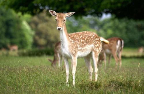 Salhouse Maison | Deer View cottage