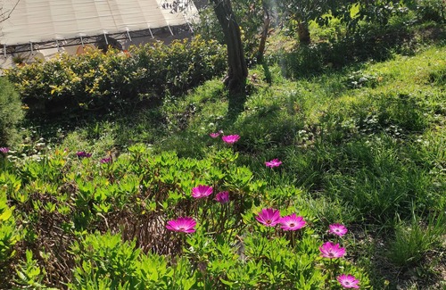 Leivi Maison | Detached cottage surrounded by greenery just minutes from the sea.