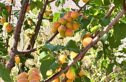 Olympos Maison | Detached house surrounded by fruit trees, very close to Olympos and Çıralı