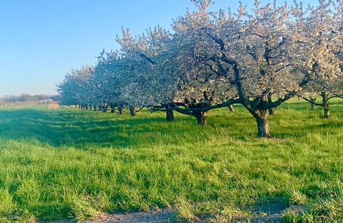 Hector Maison | Diamond in the Vines, the heart of FLX wine county