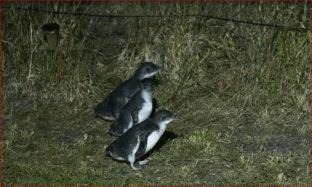 Bicheno Station Balnéaire | Diamond Island Resort, Restaurant & Bar and Penguin Show