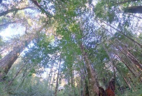 Los Rios Maison | Disfruta y vive el Bosque en Reserva Biológica