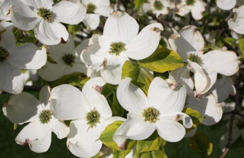 Okanagan-Similkameen Lit Et Petit-Déjeuner | Dogwood Bed & Breakfast