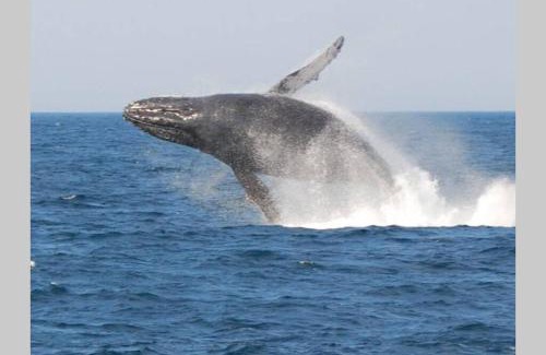 Scottburgh Appartement | Dolphin View Self Catering