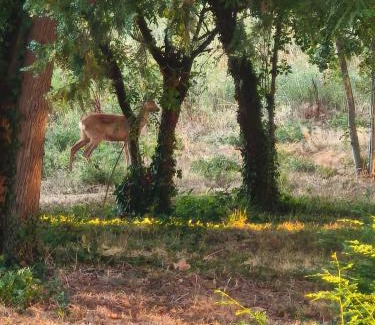 Castelsarrasin Maison | Domaine De Mathabiau