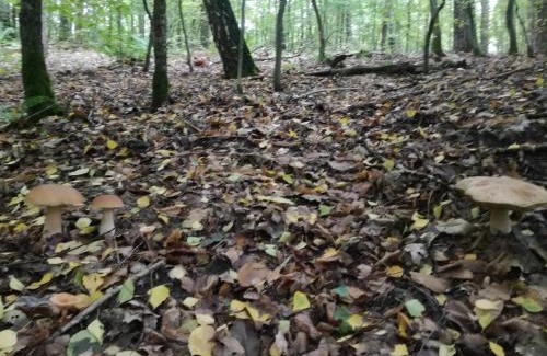 Lack Cabine | Domek letniskowy nad jeziorem