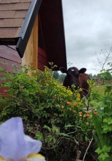 Conaripe Appartement | Domo Vive Pellaifa