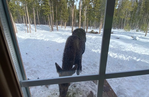 Dubois Cabine | Double D Mountain Escape Family Cabin Close to Yellowstone!