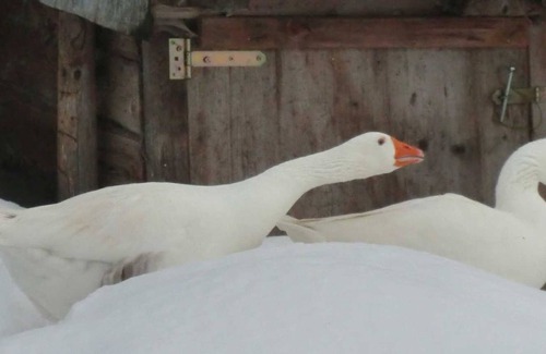 Virgen Appartement | Chambre Double 1 - Tolahof