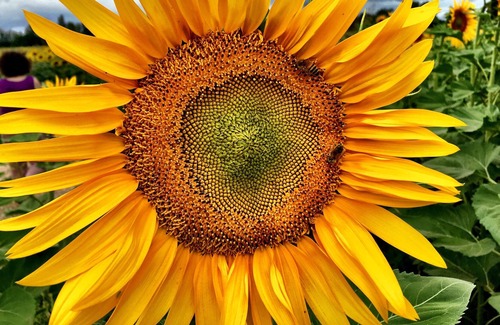 Meauzac Maison | ecologite Fleur de sureau à la campagne
