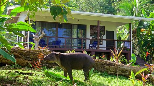 Drake Bay Maison | Eden Corcovado