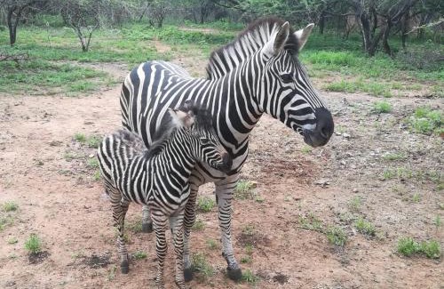 Marloth Park Maison | Edjami Lodge