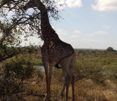 Marloth Park Hôtel | Elephant memories safari lodge
