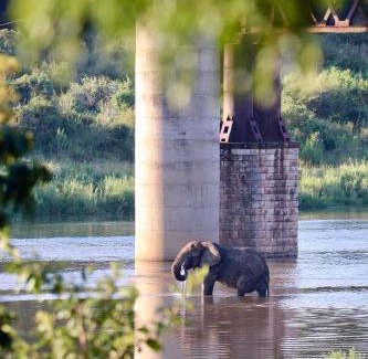 Nkomazi Hôtel | Elephant Walk Tented Camp