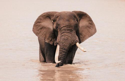 Nkomazi Hôtel | Elephant Walk Tented Camp