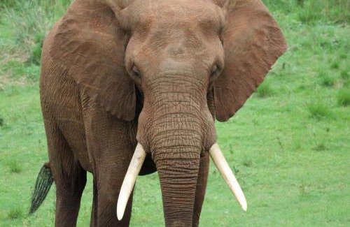 Nkomazi Hôtel | Elephant Walk Tented Camp