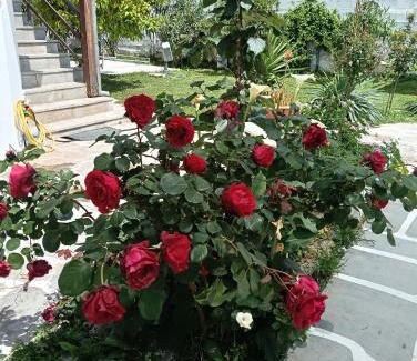 Paralia Ofryniou Appartement | Elizabeth's apartment1