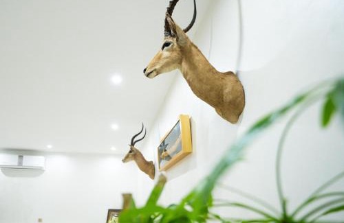 Ajman Maison | Elva farm