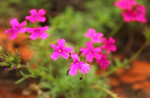 Bhor Maison | Elysian - The Blissful Stay - Bhutonde