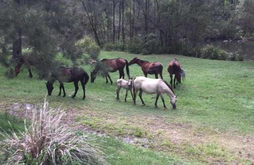 Tabulam Autre | Emu Creek Retreat