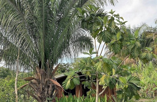Canton Parrita Cabine | Enchanting Rustic Cabin in Sustainable Community