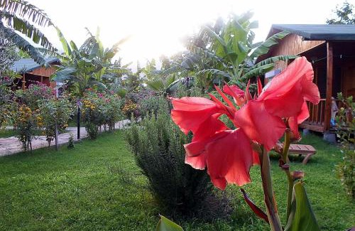 Cirali Maison | Estelar Bungalow