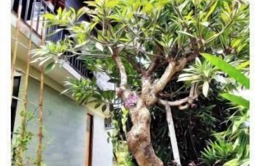 Kalisada Appartement | Ethnic, Beach, peaceful, Spacious, Fun