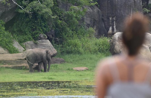Dehiattakandiya Autre | Explorer by Eco Team - Maduru Oya National Park