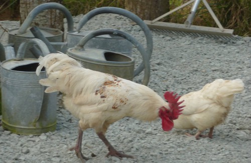 Hardanges Maison | Ferme de Bohème, la roulotte
